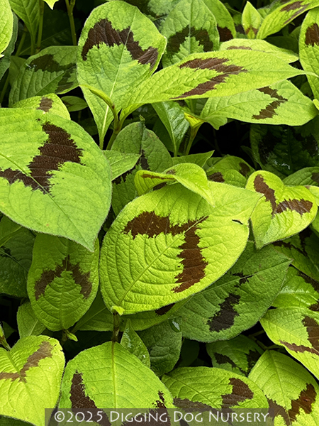 Persicaria ‘Lance Corporal’