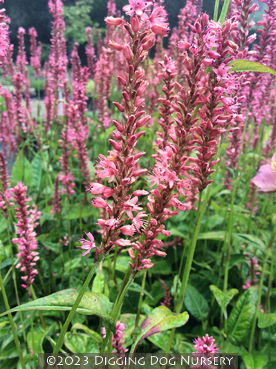 Persicaria amplexicaulis ‘Orange Field’