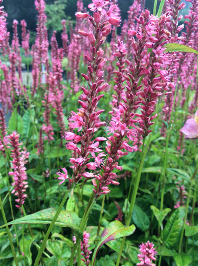 Persicaria amplexicaulis Orange field