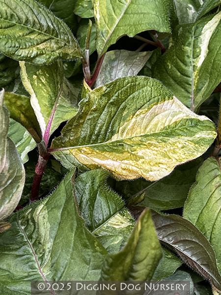 Persicaria virginiana Painters Palette