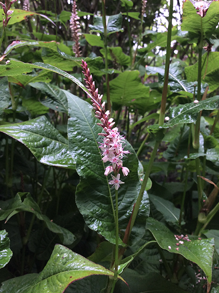 Persicaria amplexicaulis ‘Rosea’