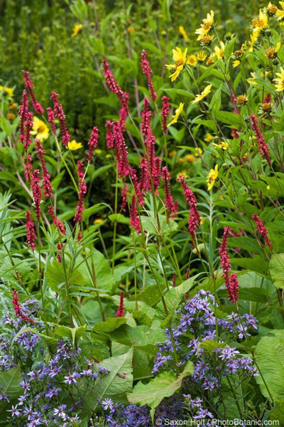 Persicaria amplexicaulis Summer Dance