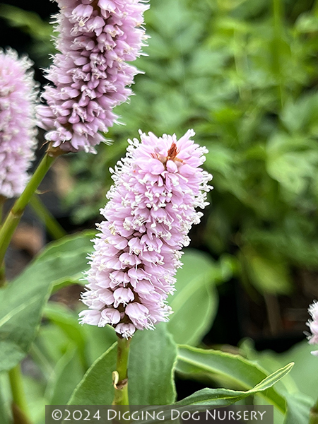 Persicaria bistorta ‘Superba’