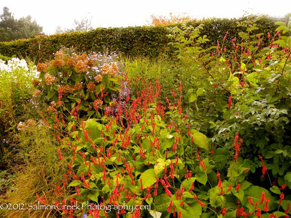 Persicaria amplexicaulis Taurus