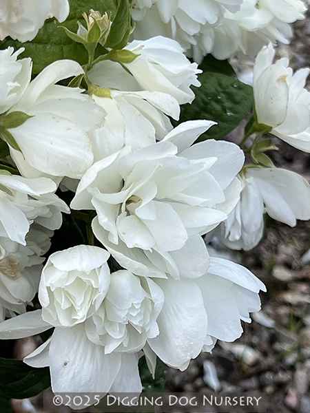 Philadelphus Snowbelle