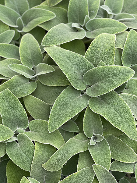 Phlomis ‘Edward Bowles’