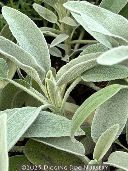 Phlomis anatolica Lloyd's Variety