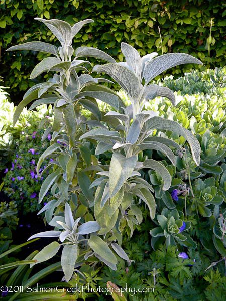 Phlomis anatolica Lloyd's Variety