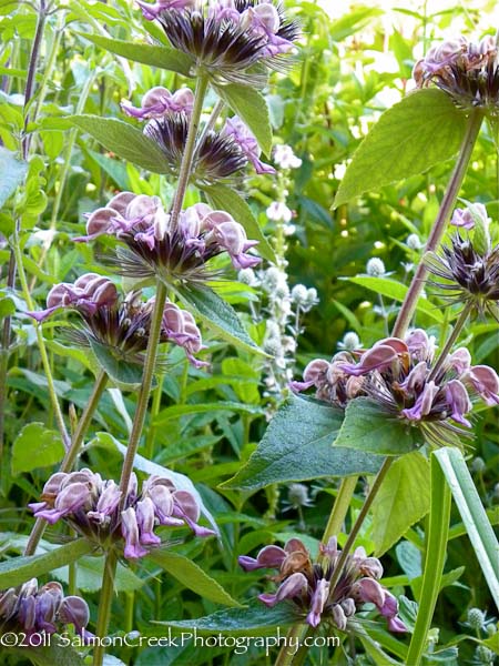 Phlomis cashmeriana