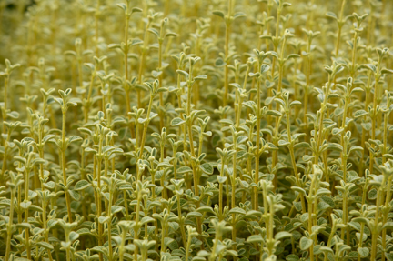 Phlomis lanata