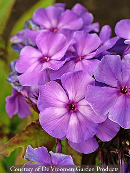 Phlox paniculata Blue Paradise