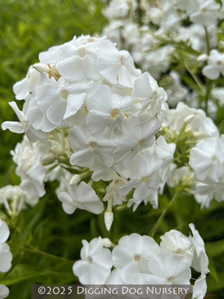 Phlox paniculata ‘David’