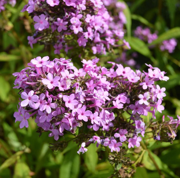 Phlox paniculata Jeana