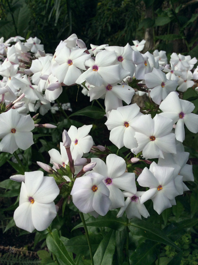 Phlox ‘Minnie Pearl’