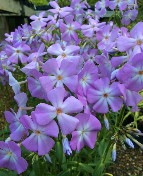 Phlox glaberrima Morris Berd