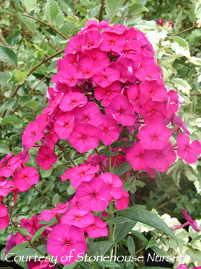 Phlox paniculata ‘Nicky (Dusterlohe)’