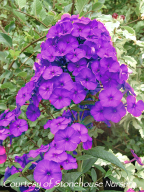 Phlox paniculata ‘Nicky (Dusterlohe)’