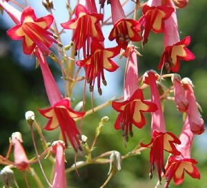 Phygelius rectus African Queen