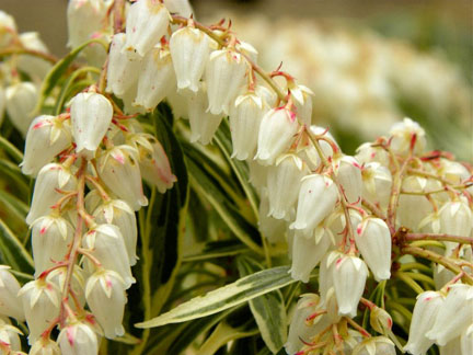 Pieris japonica ‘Little Heath’