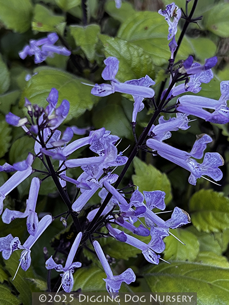 Plectranthus &lsquo;Mona Lavender&rsquo;