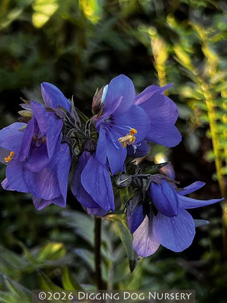Polemonium Bressingham Purple