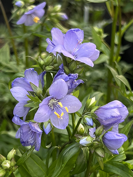 Polemonium Bressingham Purple