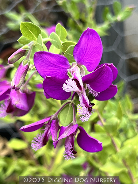 Polygala dalmaisiana