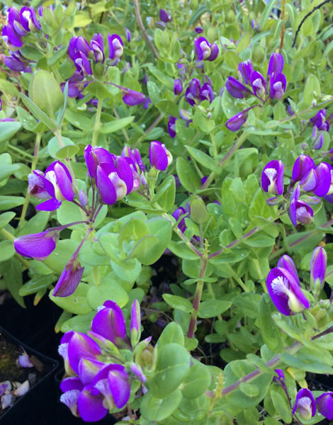 Polygala dalmaisiana