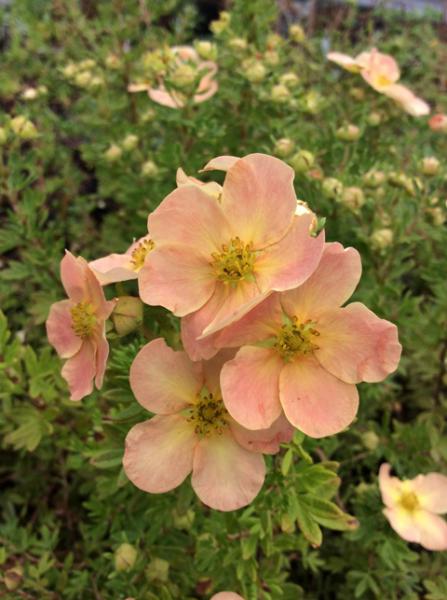 Potentilla fruticosa Apricot Whisper