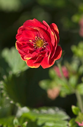 Potentilla Arc En Ciel