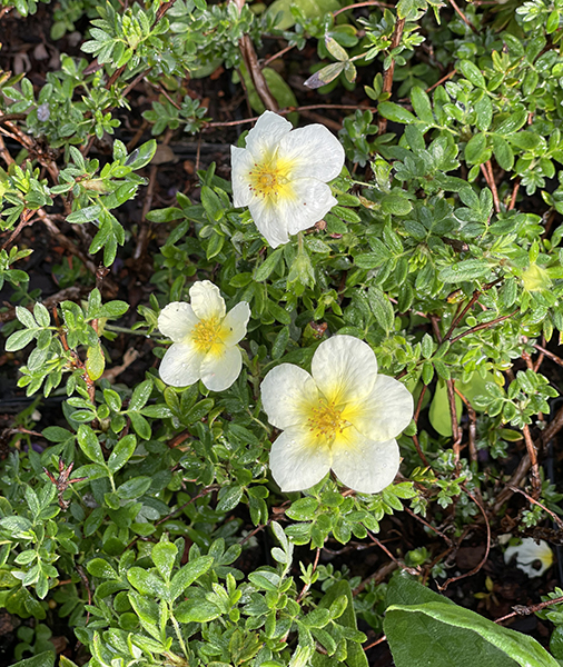 Potentilla fruticosa ‘Limelight’