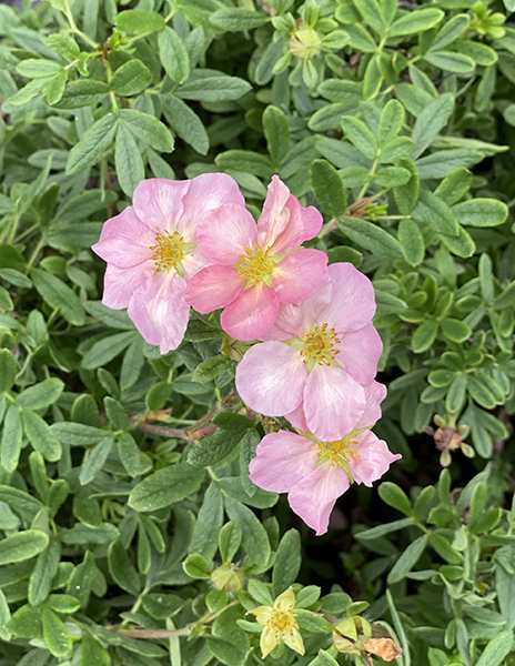 Potentilla fruticosa ‘Pink Beauty’