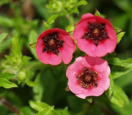 Potentilla nepalensis ‘Ron Mcbeath’