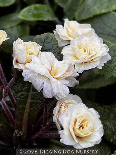 Primula &lsquo;Barnhaven� Double Guernsey Cream&rsquo;