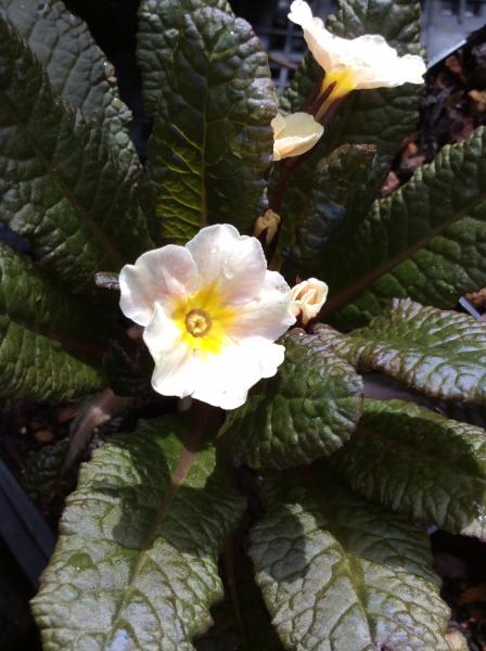 Primula Dunbeg