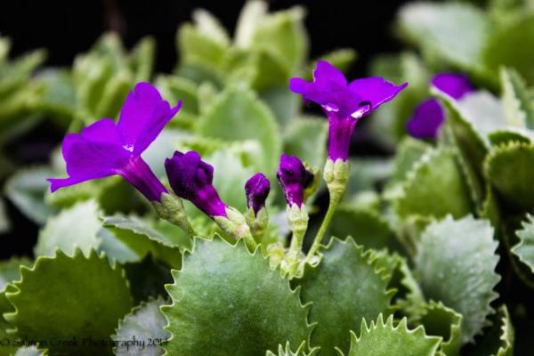 Primula marginata Mauve Mist