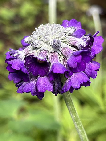 Primula capitata Salvana