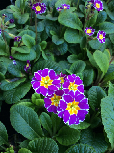 Primula elatior x Silver Lace Purple