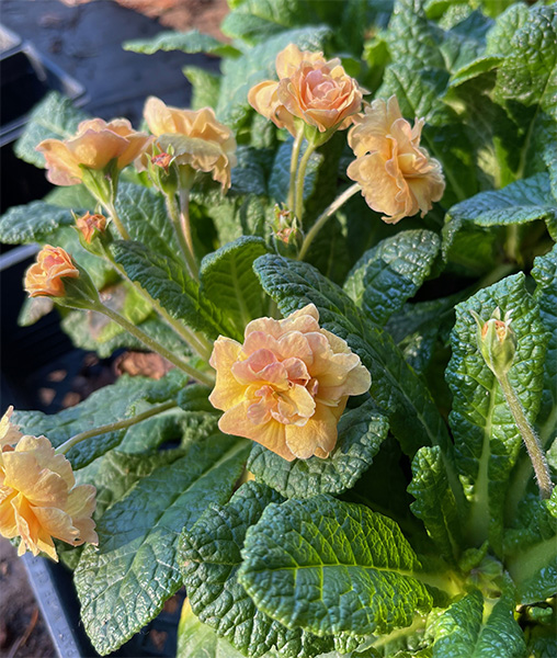 Primula vulgaris ‘Sunshine Susie’