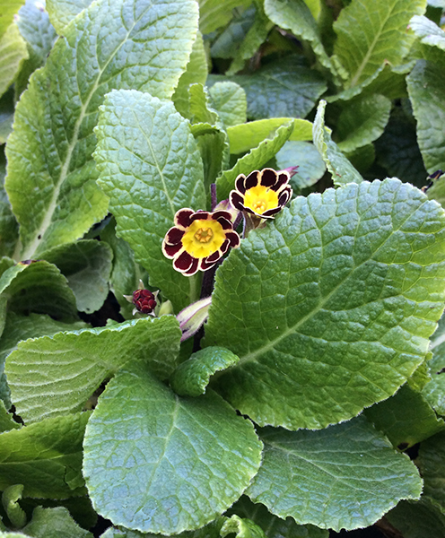 Primula elatior ‘Victorian Gold Lace Black’