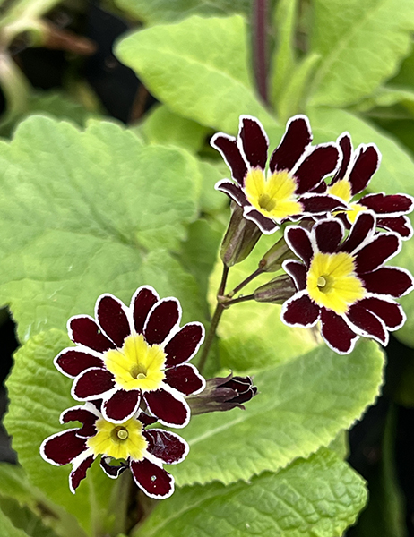 Primula elatior Victorian Laced Primroses