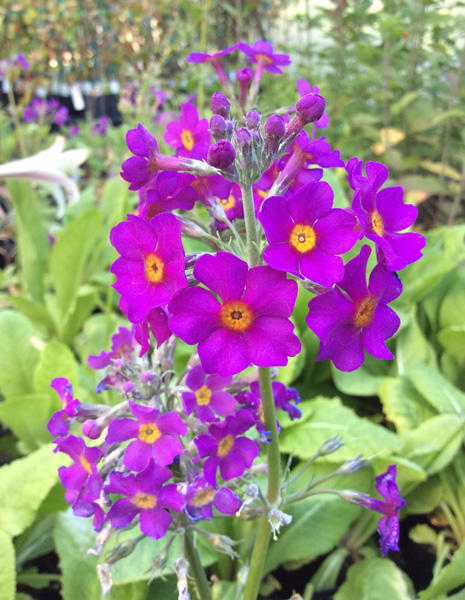 Primula beesiana