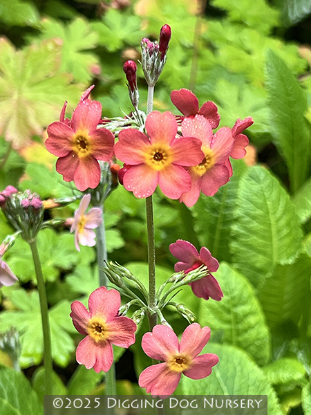 Primula bulleesiana