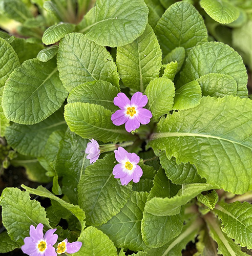 Primula vulgaris