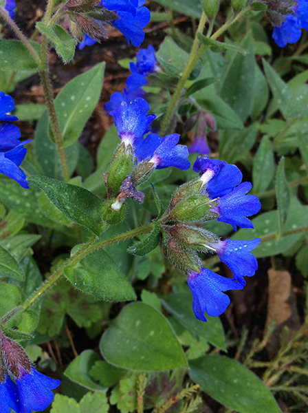 Pulmonaria Blue Ensign