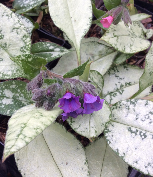 Pulmonaria ‘Diana Clare’