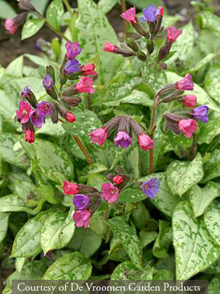 Pulmonaria Majesté