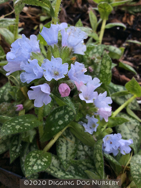 Pulmonaria Opal