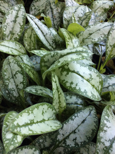 Pulmonaria ‘Opal’