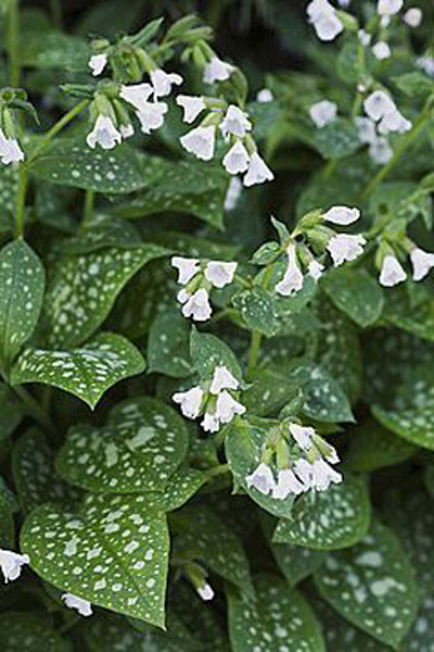 Pulmonaria saccharata ‘Sissinghurst White’